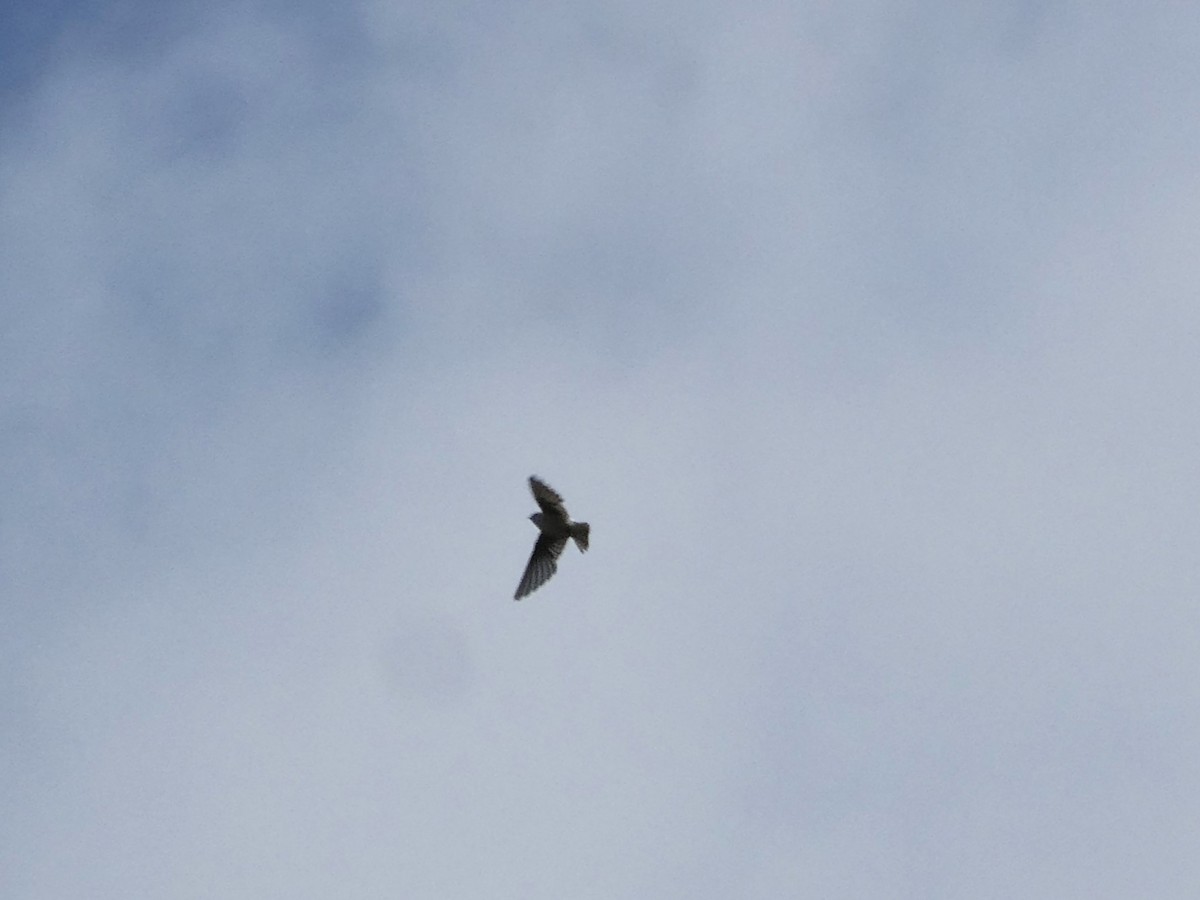 Violet-green Swallow - ML642832593
