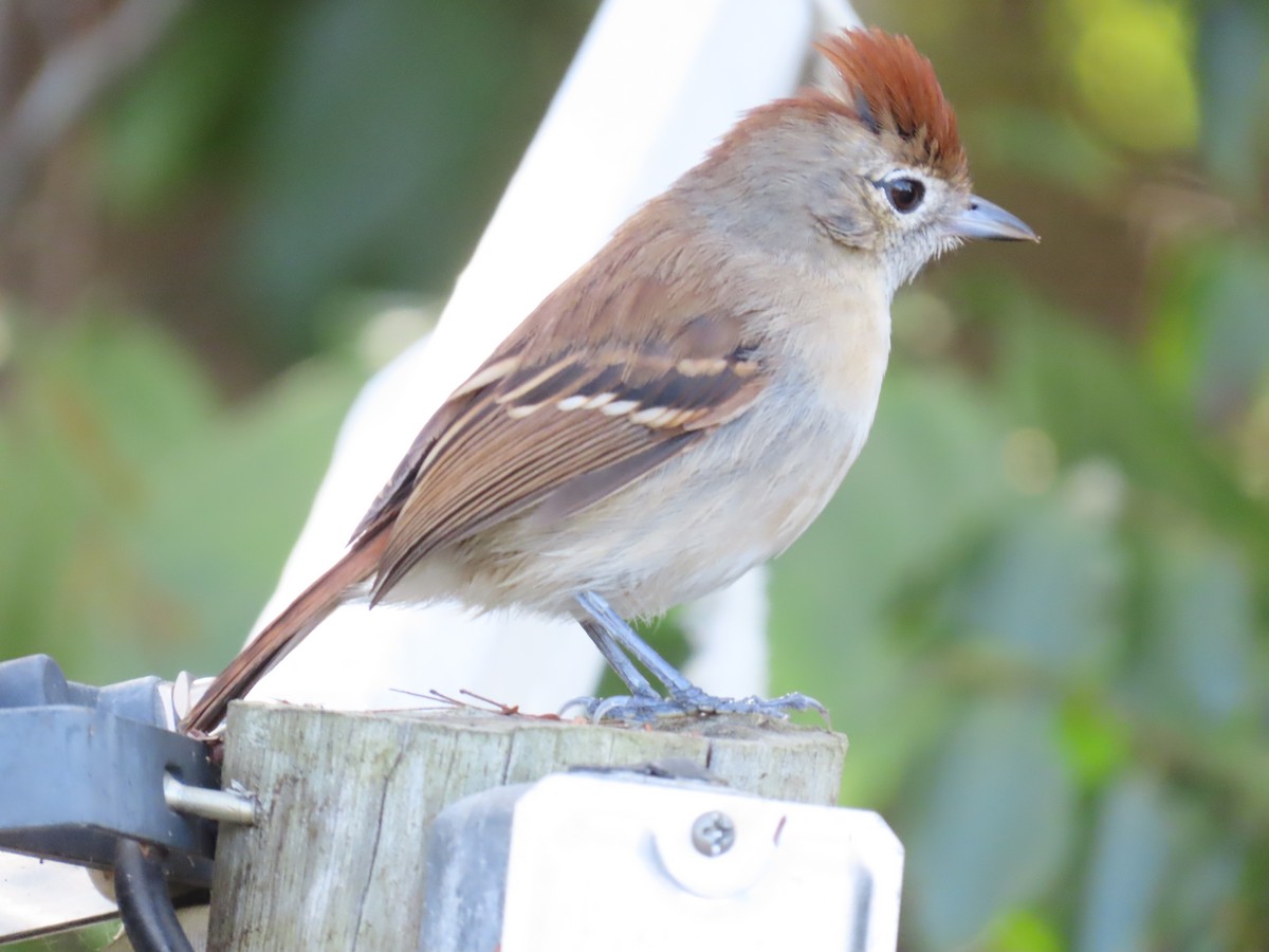 Silvery-cheeked Antshrike - ML642832596