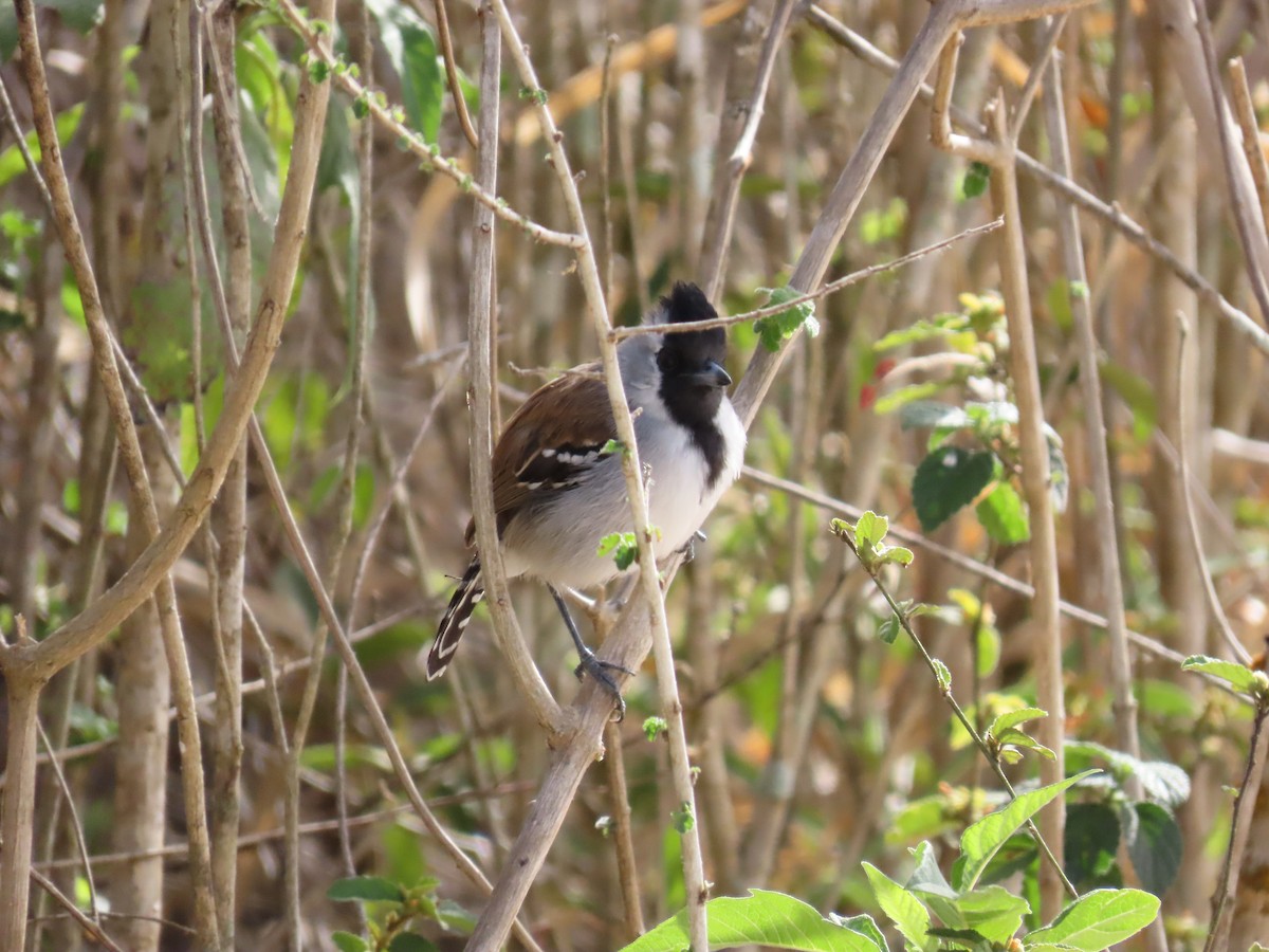 Silvery-cheeked Antshrike - ML642832597