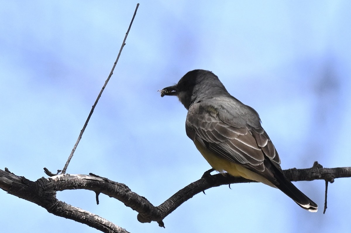 Cassin's Kingbird - ML642832598