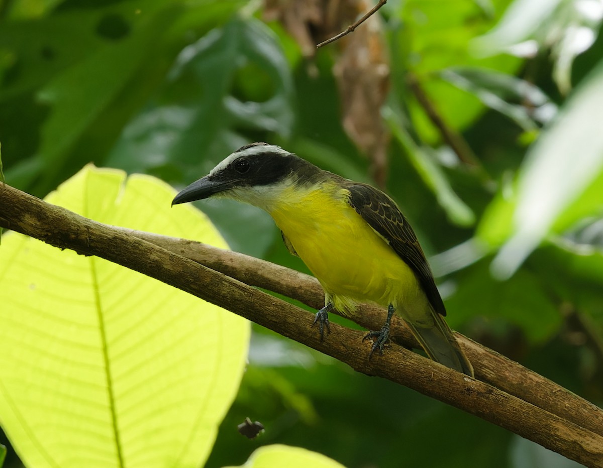 Boat-billed Flycatcher - ML642832599