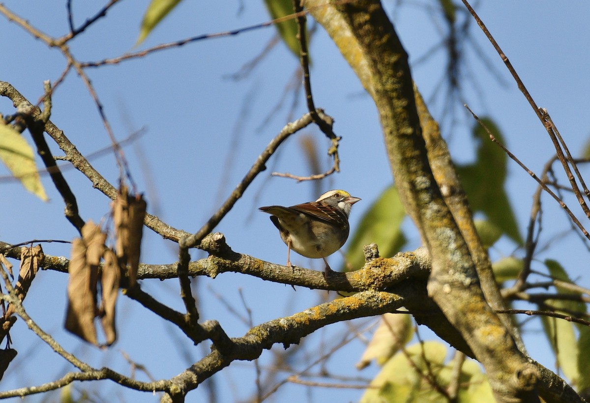 White-throated Sparrow - ML642832601