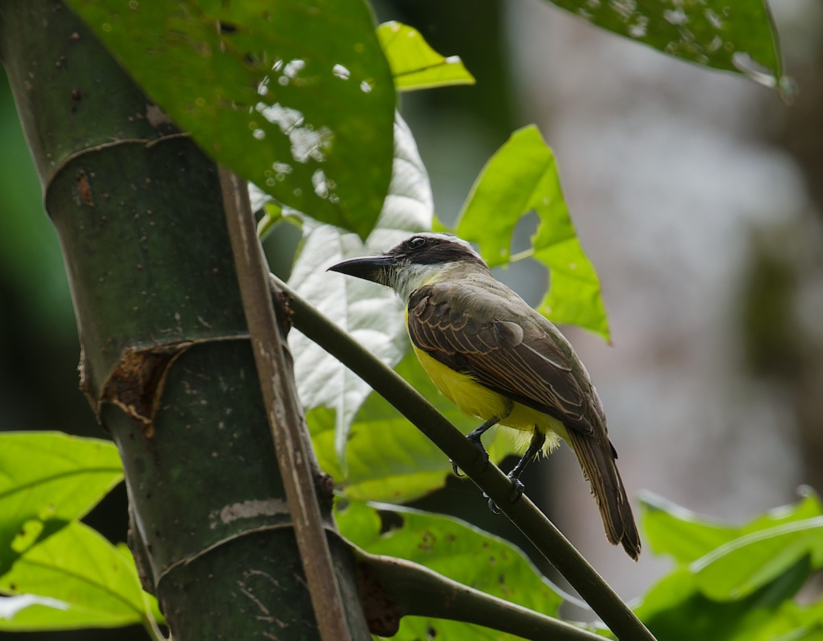 Boat-billed Flycatcher - ML642832602