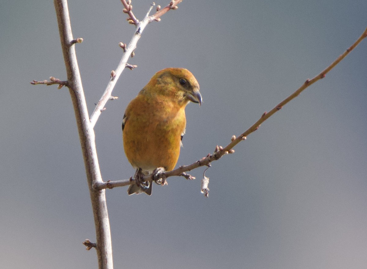 Red Crossbill - ML642832603