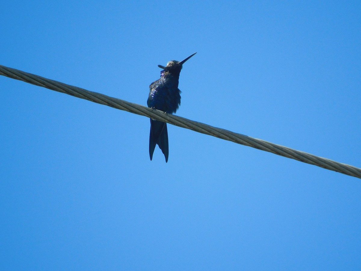 Blue-tufted Starthroat - ML642832604