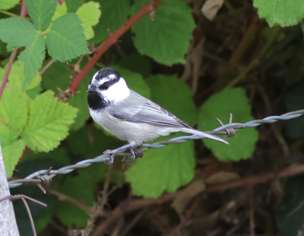 Mountain Chickadee - ML642832605