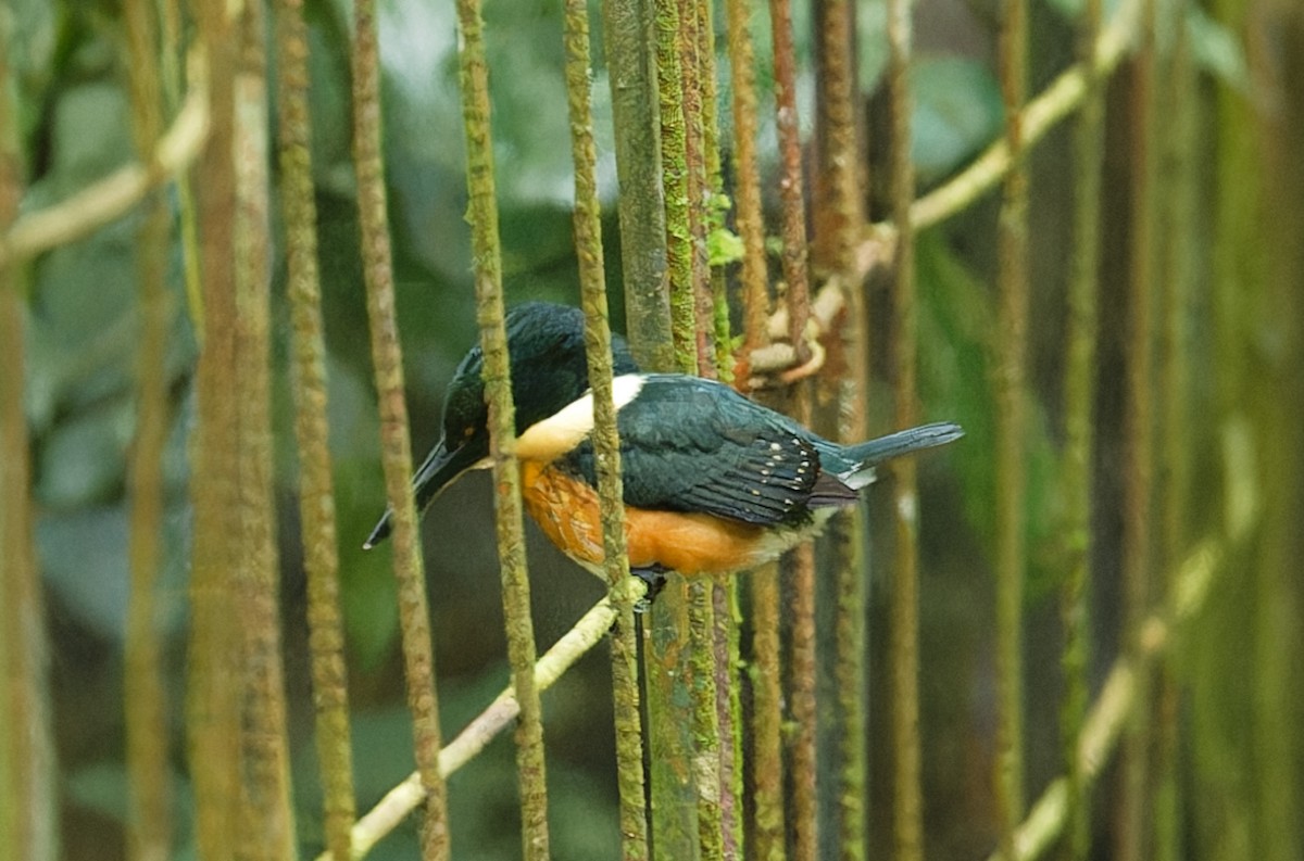 American Pygmy Kingfisher - ML642832609