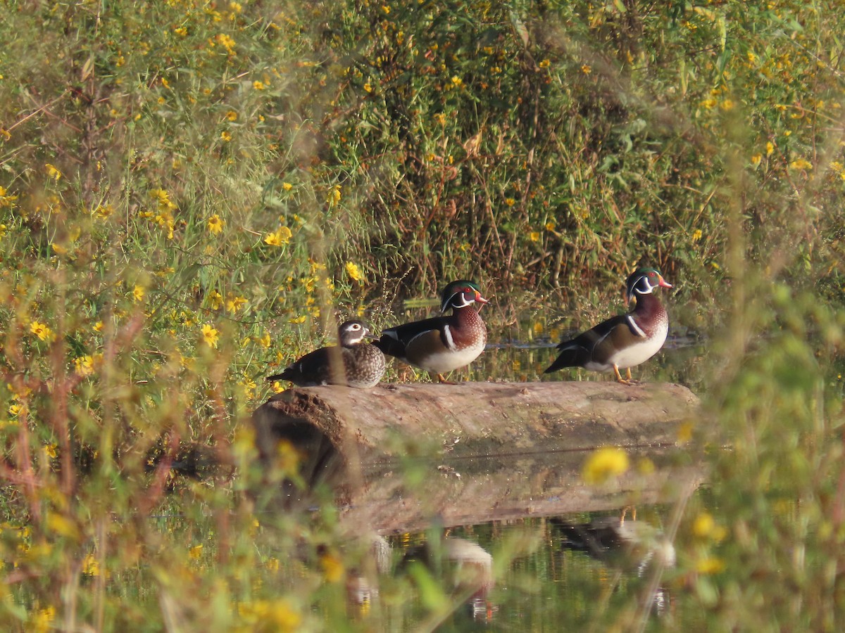 Wood Duck - ML642832610