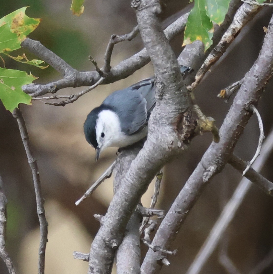 White-breasted Nuthatch - ML642832611