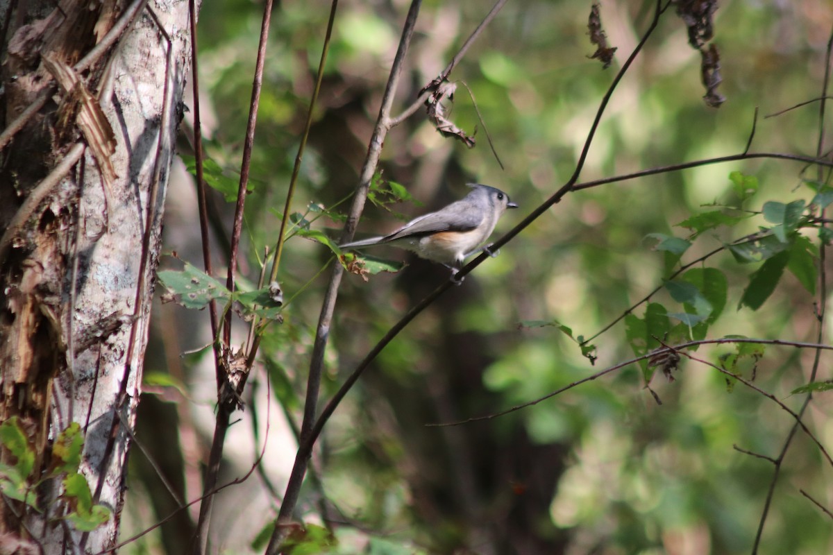 Tufted Titmouse - ML642832613