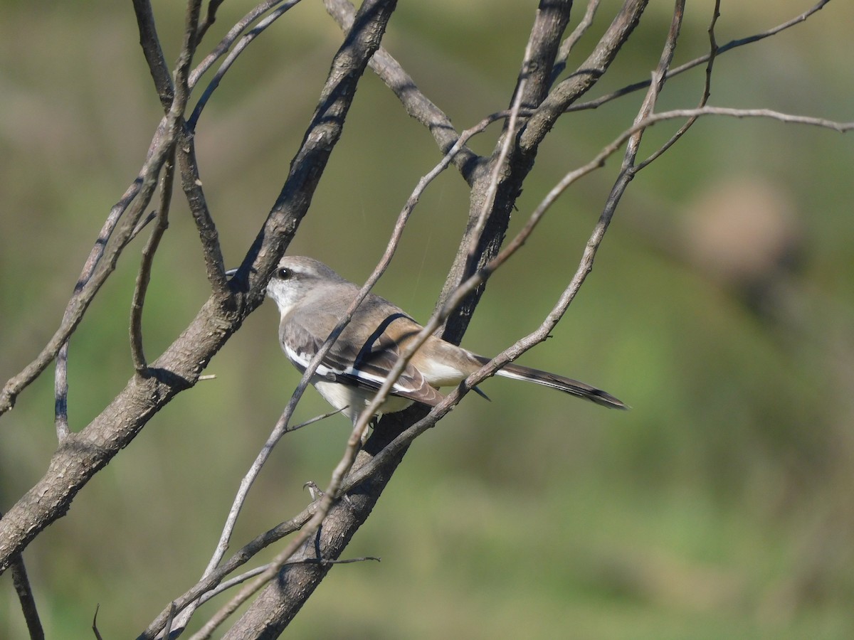 White-banded Mockingbird - ML642832624