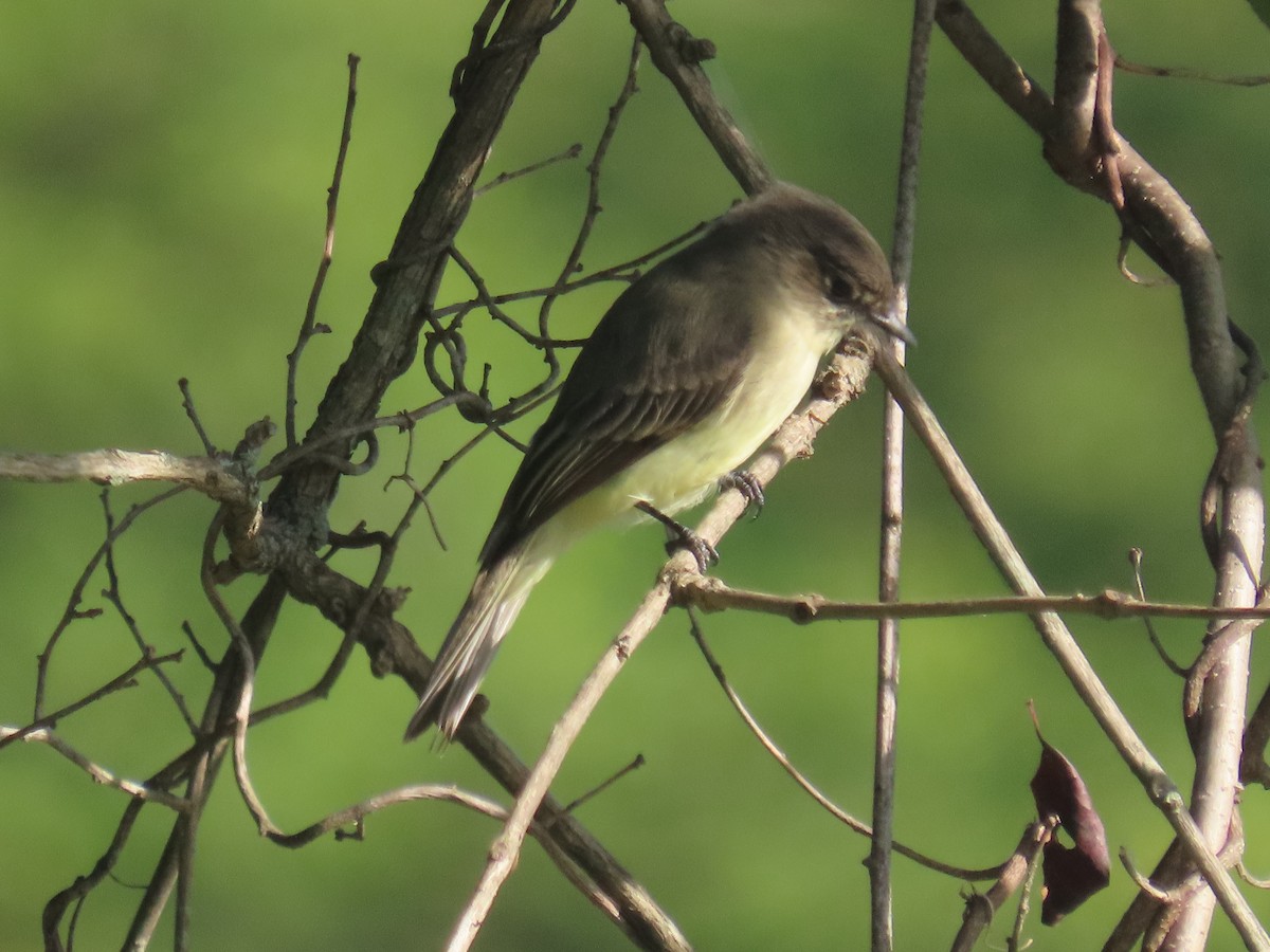 Eastern Phoebe - ML642832627