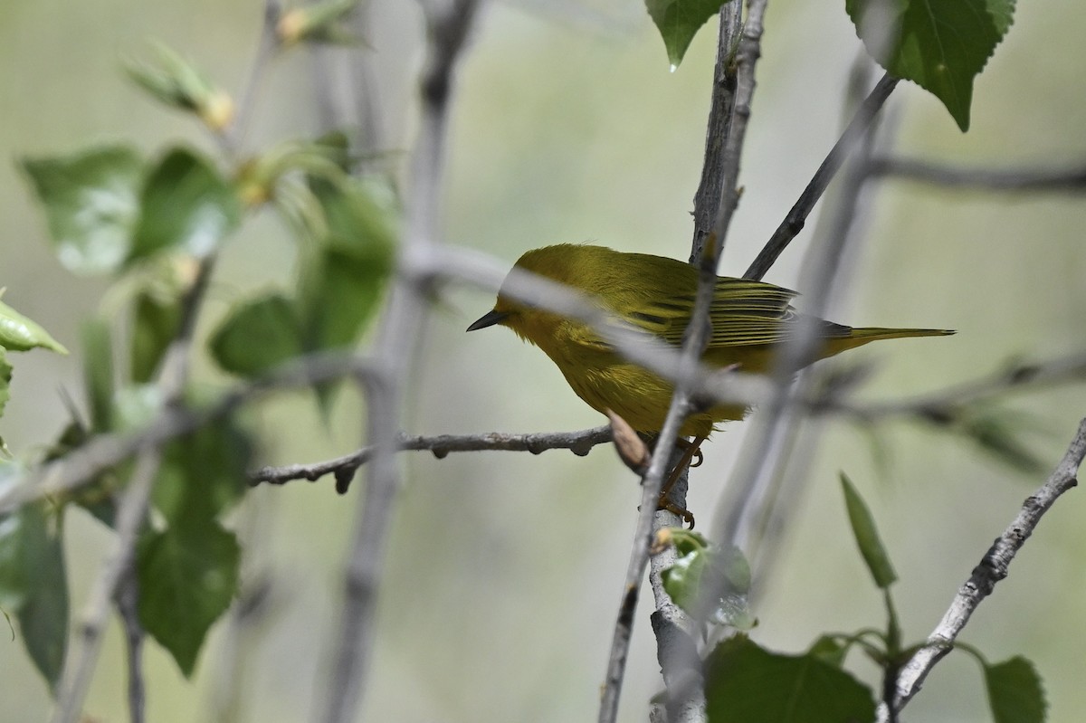 Northern Yellow Warbler - ML642832628