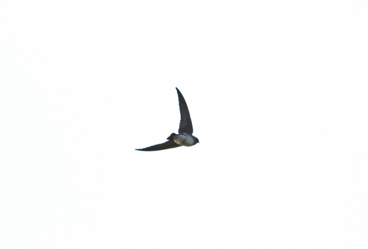 Northern Rough-winged Swallow - ML642832631