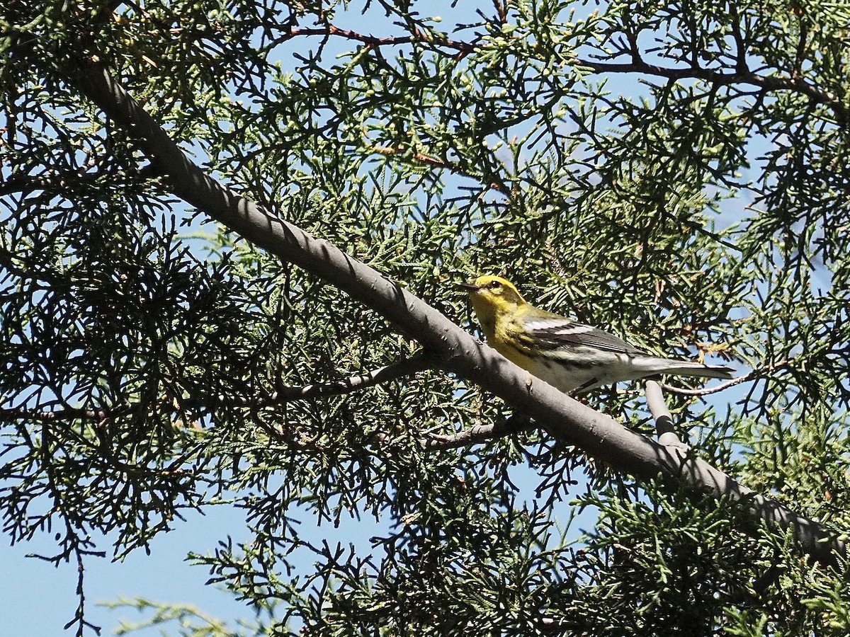 Townsendwaldsänger - ML642832633