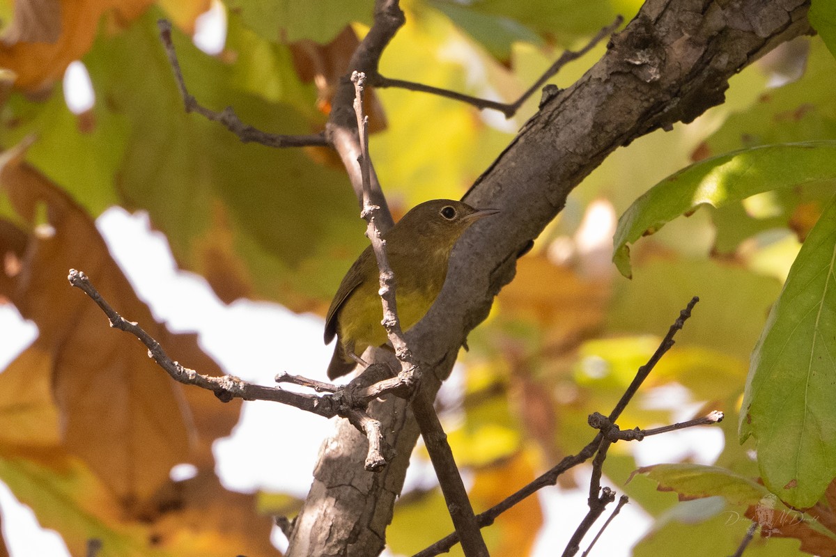 Connecticut Warbler - ML642832639