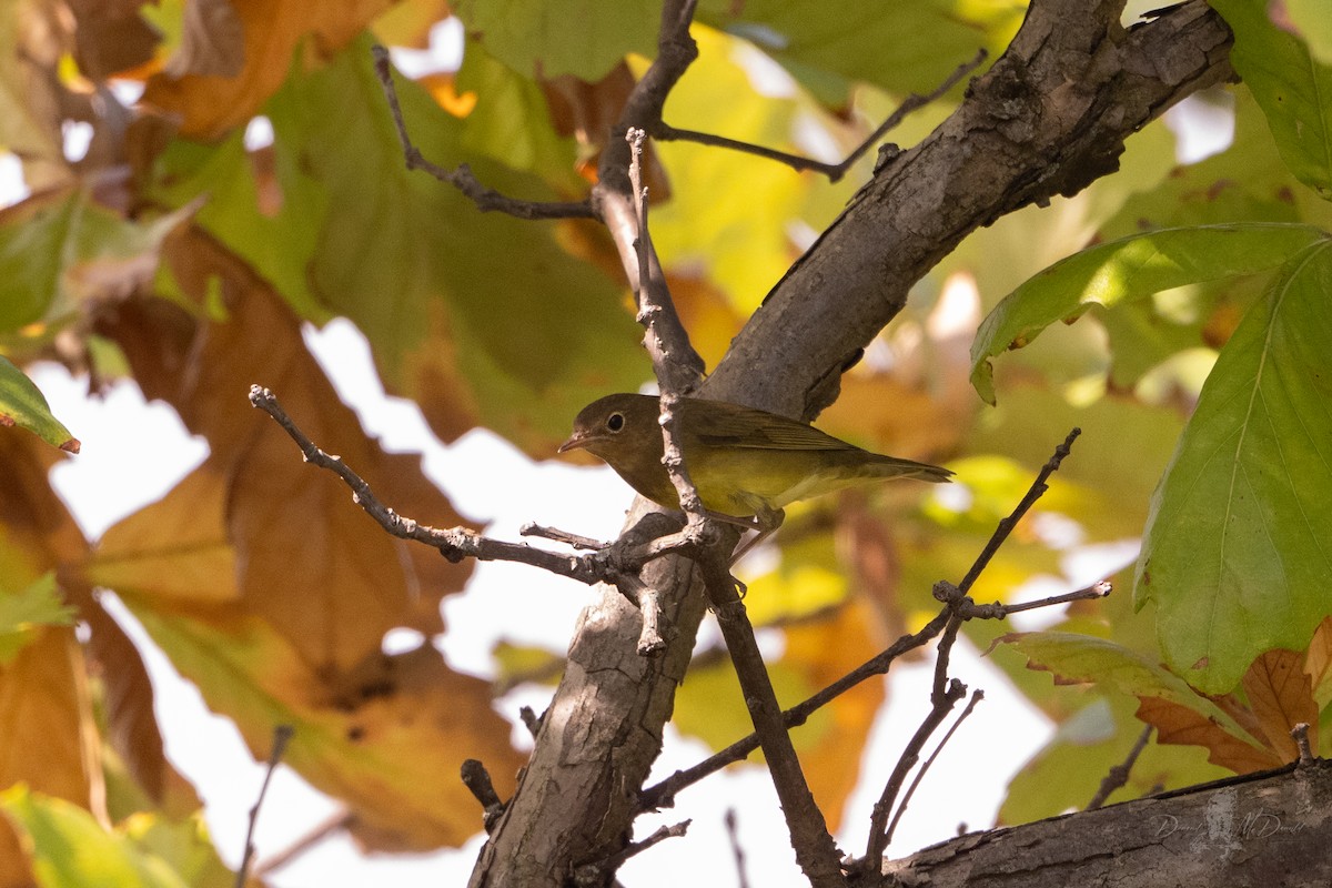 Connecticut Warbler - ML642832640