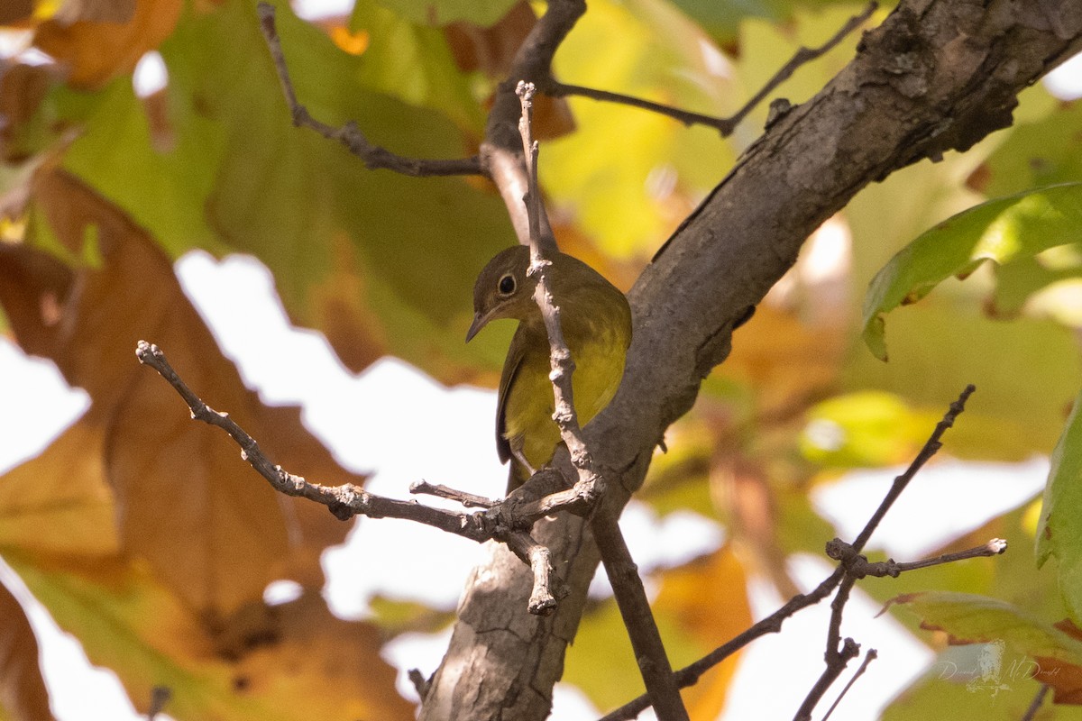 Connecticut Warbler - ML642832641