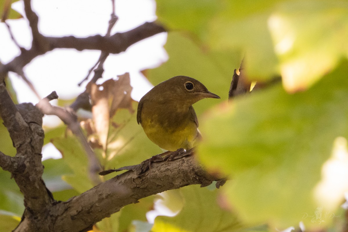 Connecticut Warbler - ML642832642
