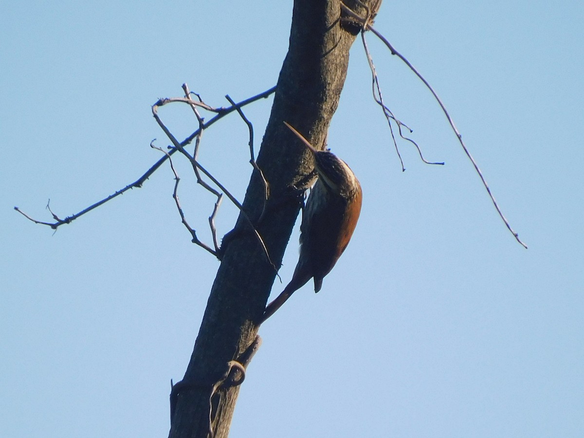 Narrow-billed Woodcreeper - ML642832644
