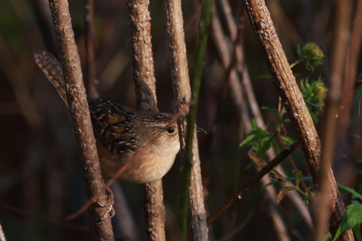 Sedge Wren - ML642832653