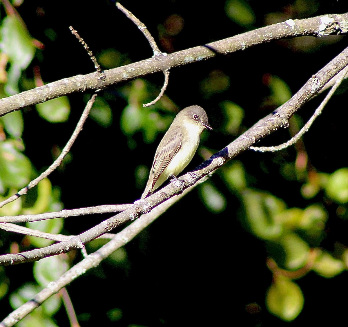 Eastern Phoebe - ML642832654