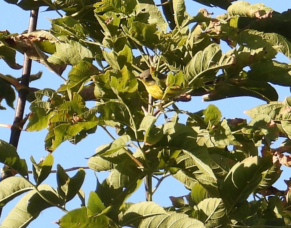 Magnolia Warbler - ML642832658