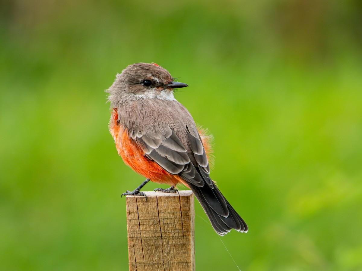 Vermilion Flycatcher (Northern) - ML642832659