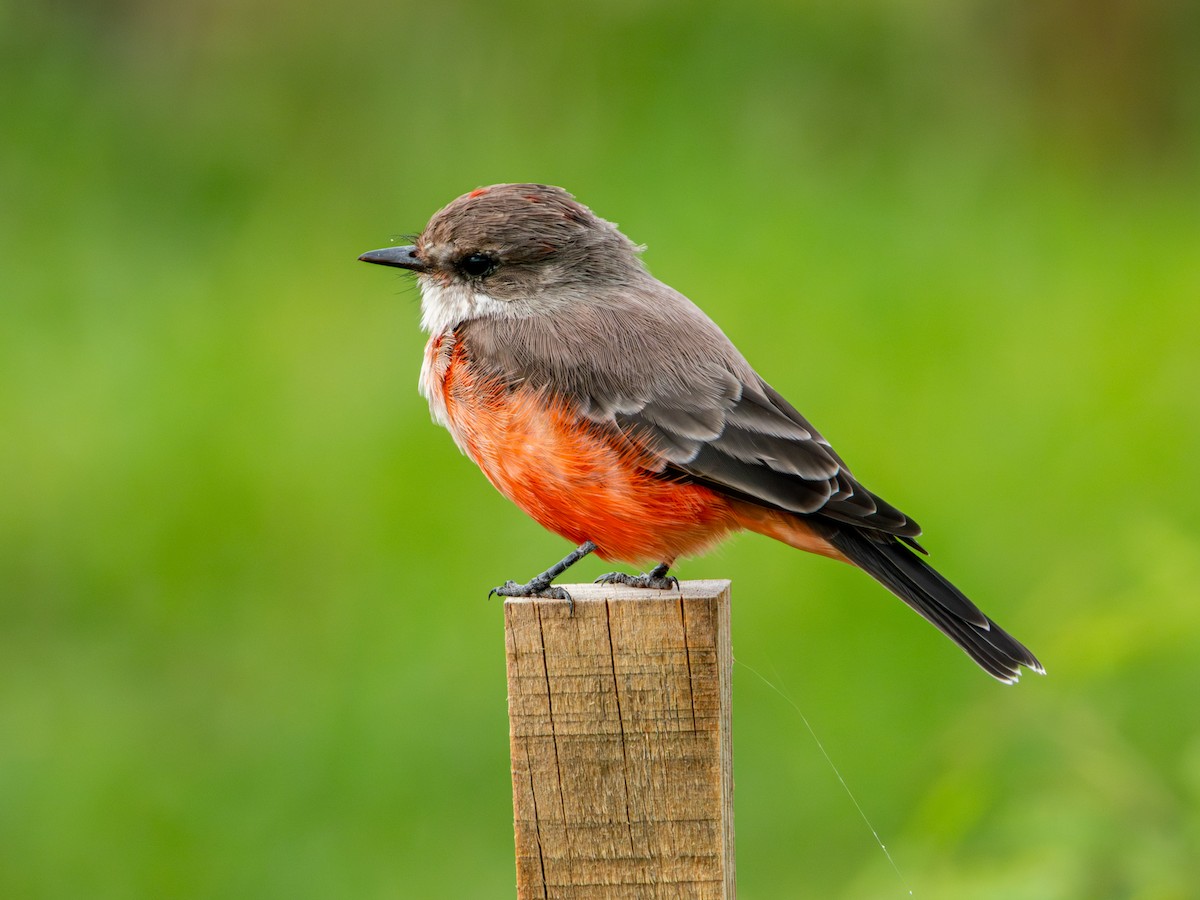 Vermilion Flycatcher (Northern) - ML642832660