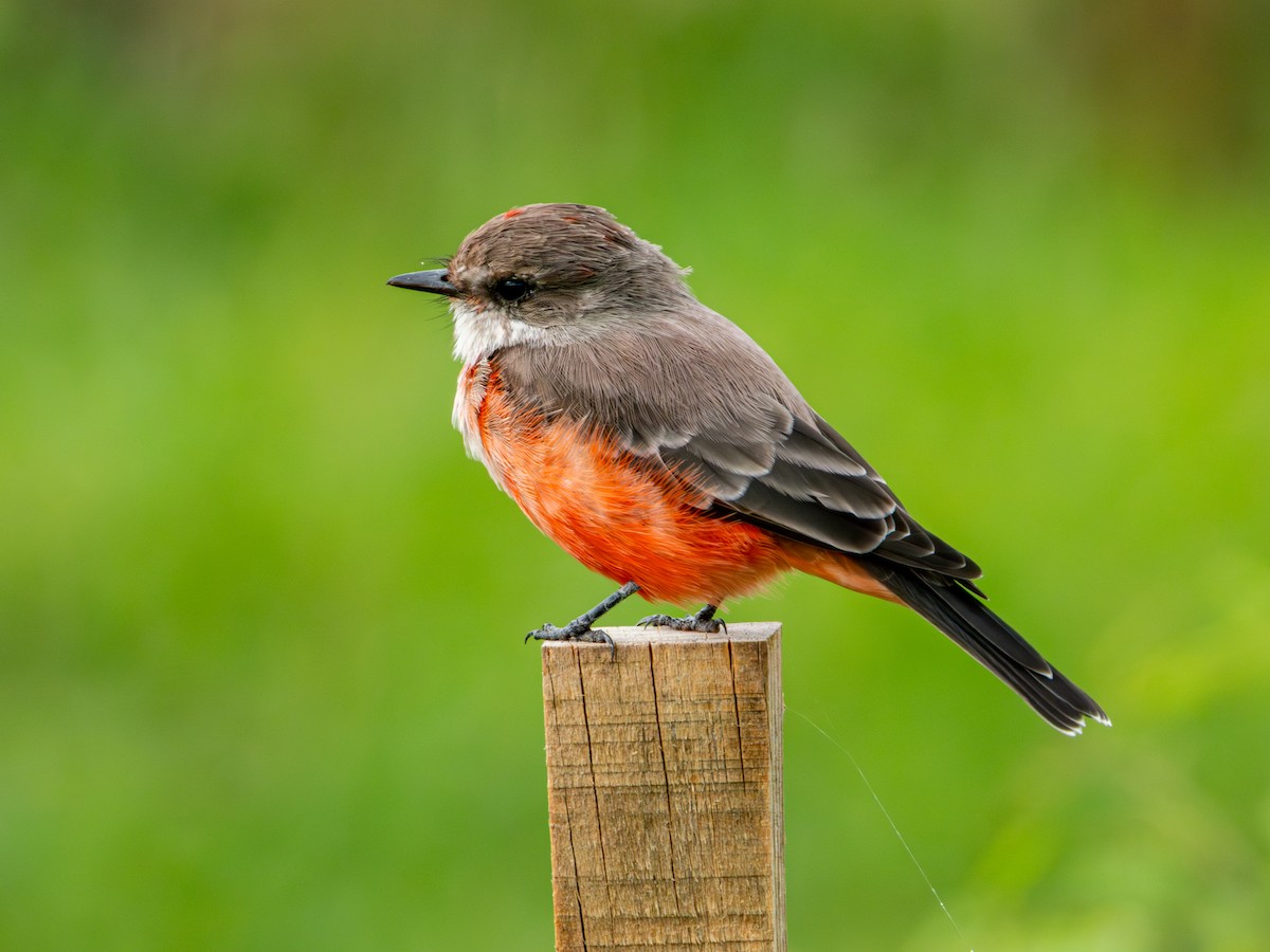 Vermilion Flycatcher (Northern) - ML642832661