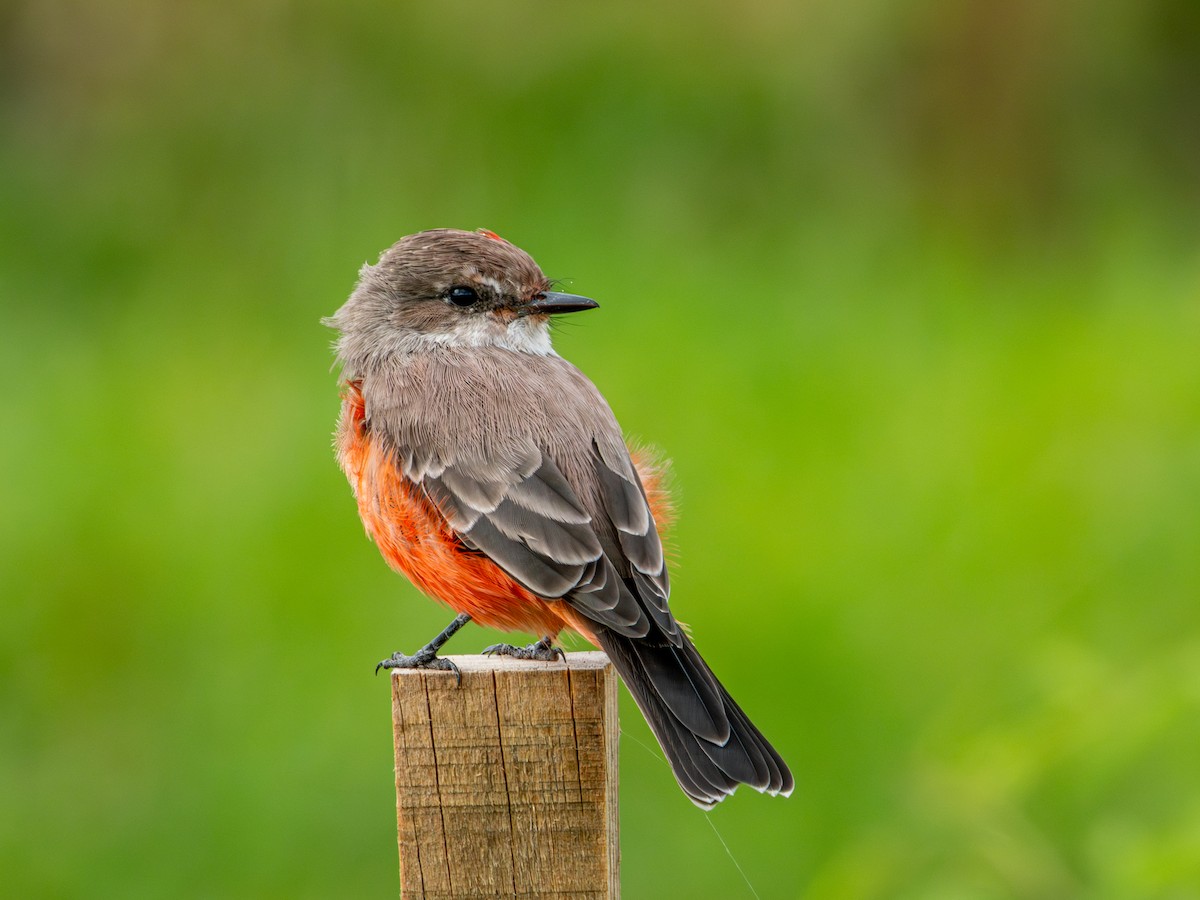 Vermilion Flycatcher (Northern) - ML642832662