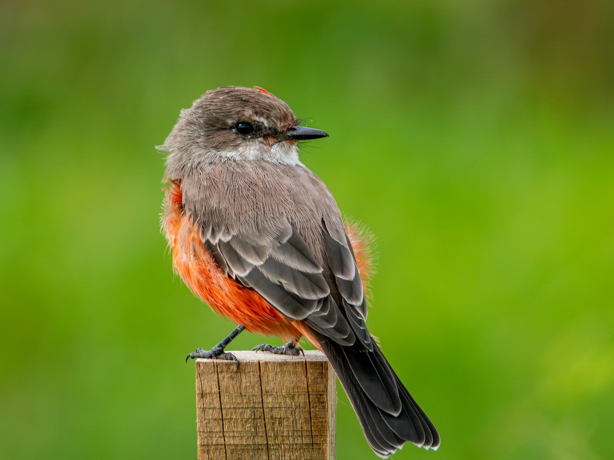 Vermilion Flycatcher (Northern) - ML642832663