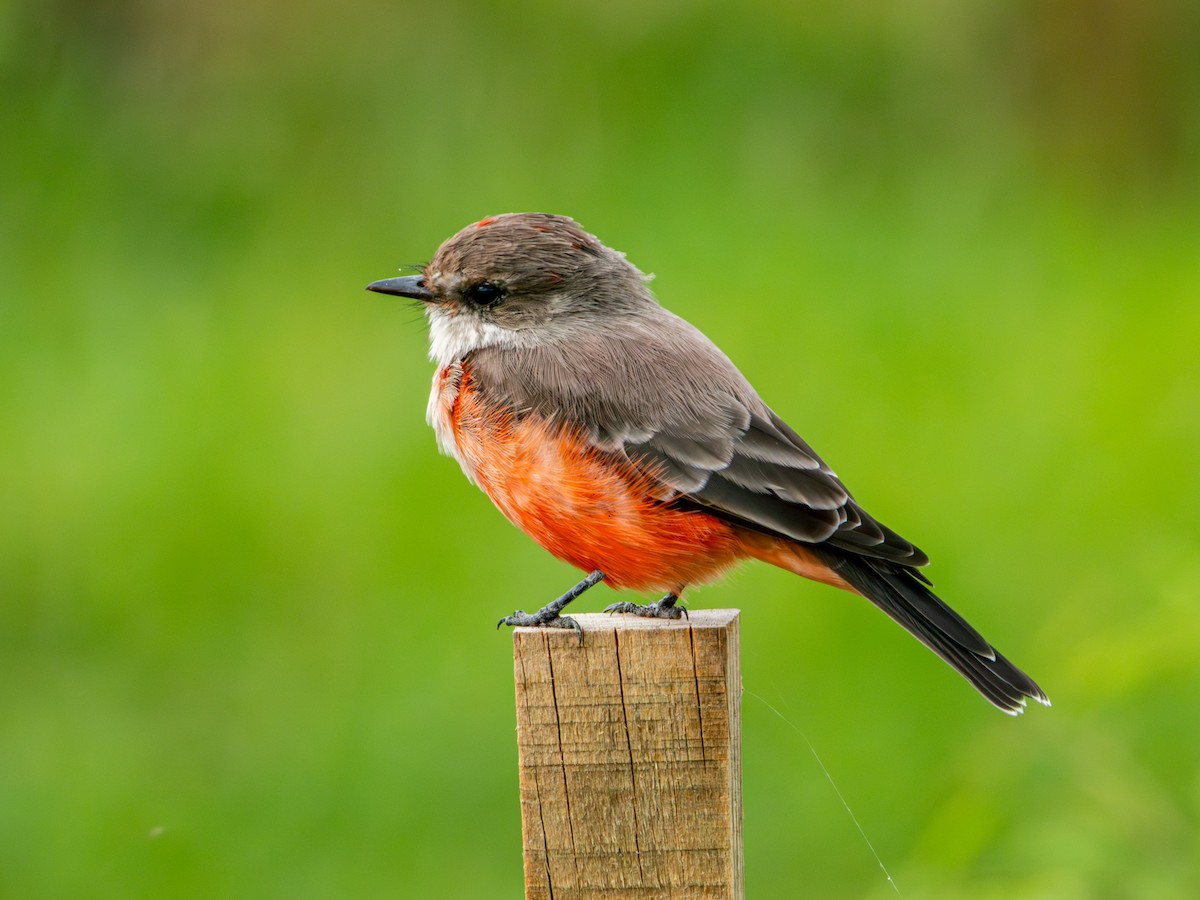 Vermilion Flycatcher (Northern) - ML642832664