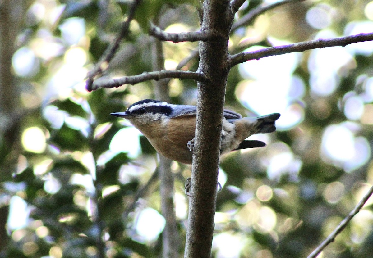 Red-breasted Nuthatch - ML642832665