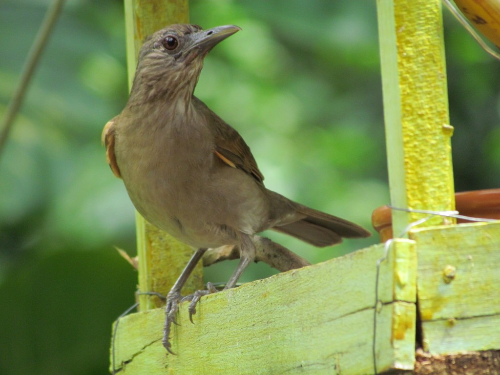 Pale-breasted Thrush - ML642832666