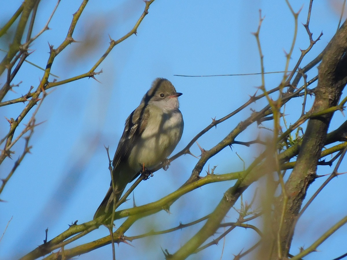 Swainson's Flycatcher - ML642832667