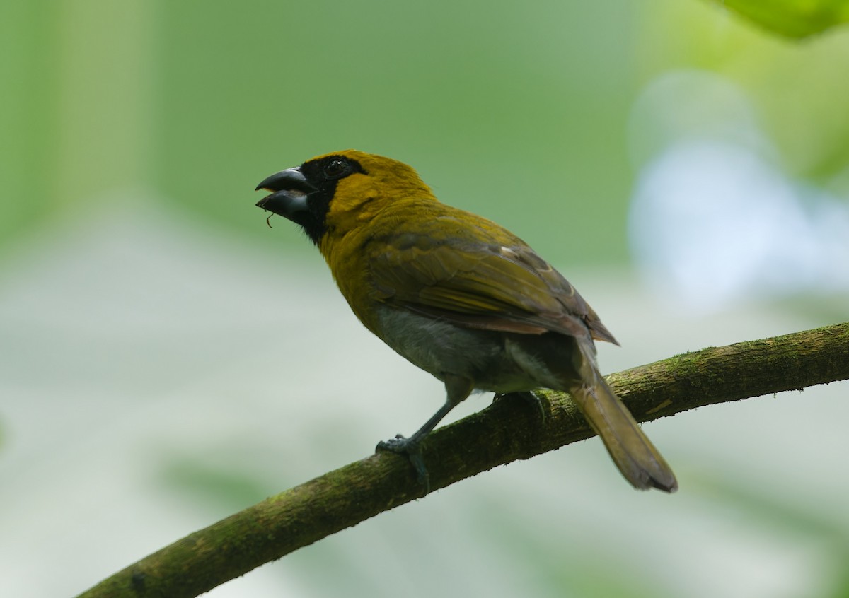Black-faced Grosbeak - ML642832668