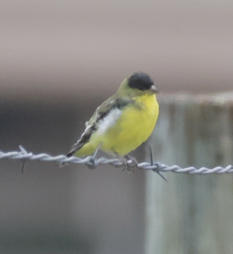 Lesser Goldfinch - ML642832669
