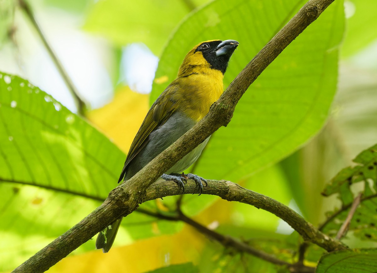 Black-faced Grosbeak - ML642832670