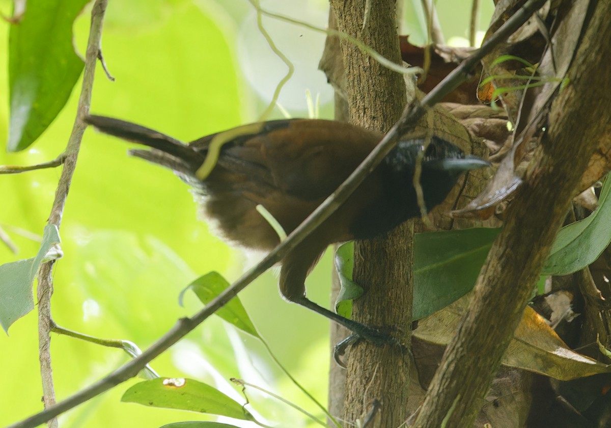 Black-throated Wren - ML642832673