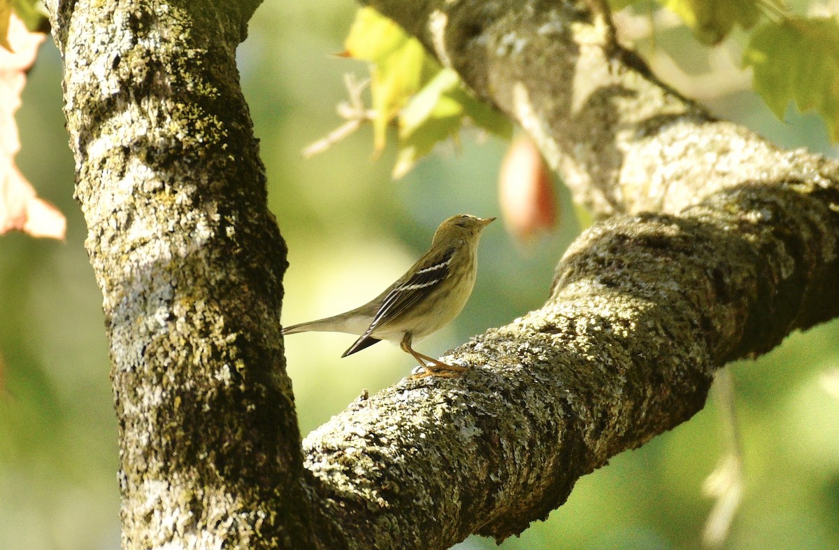 Blackpoll Warbler - ML642832674