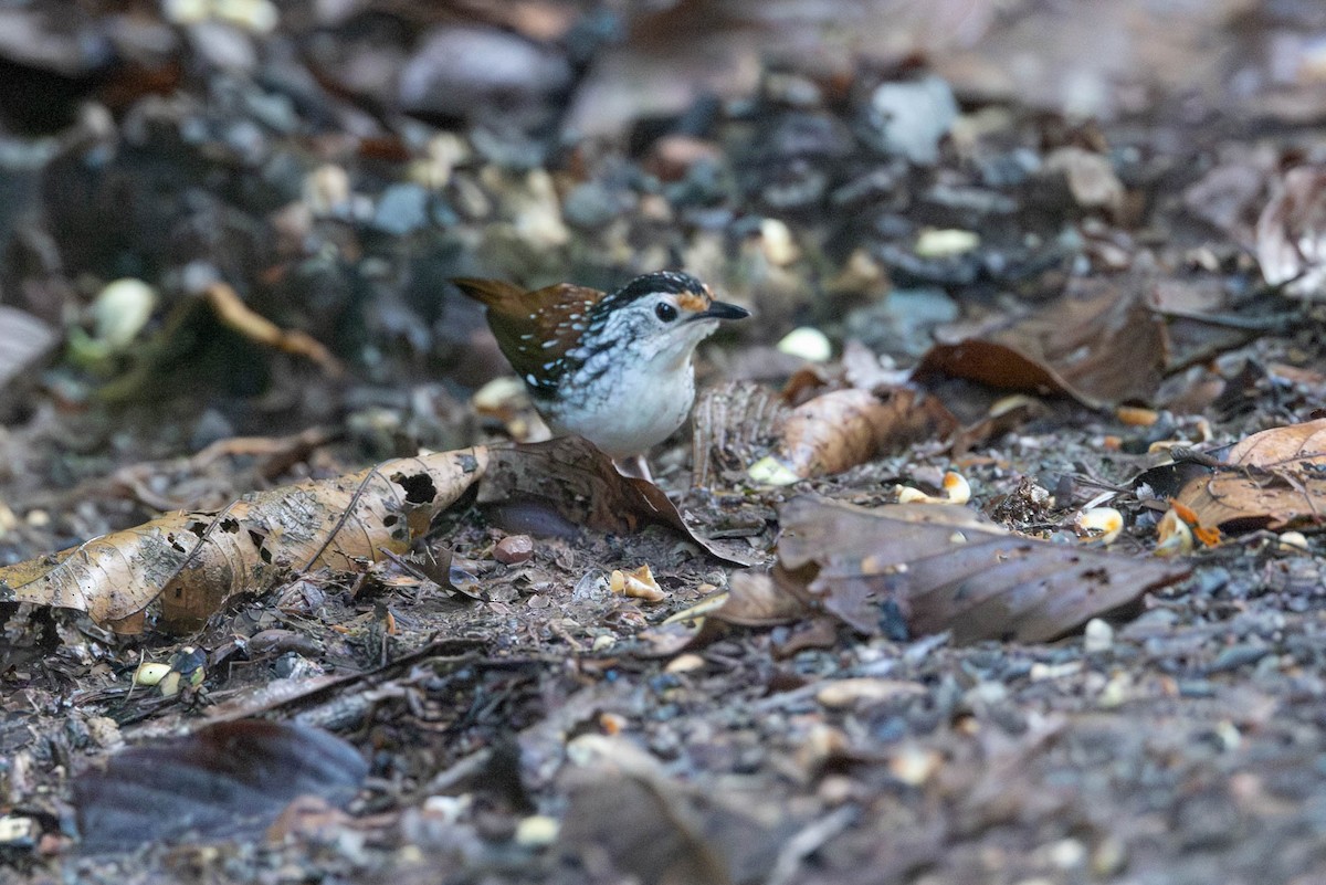 Striped Wren-Babbler - ML642832678