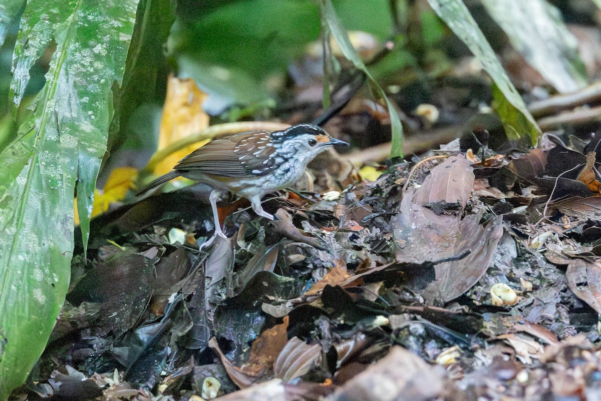 Striped Wren-Babbler - ML642832679