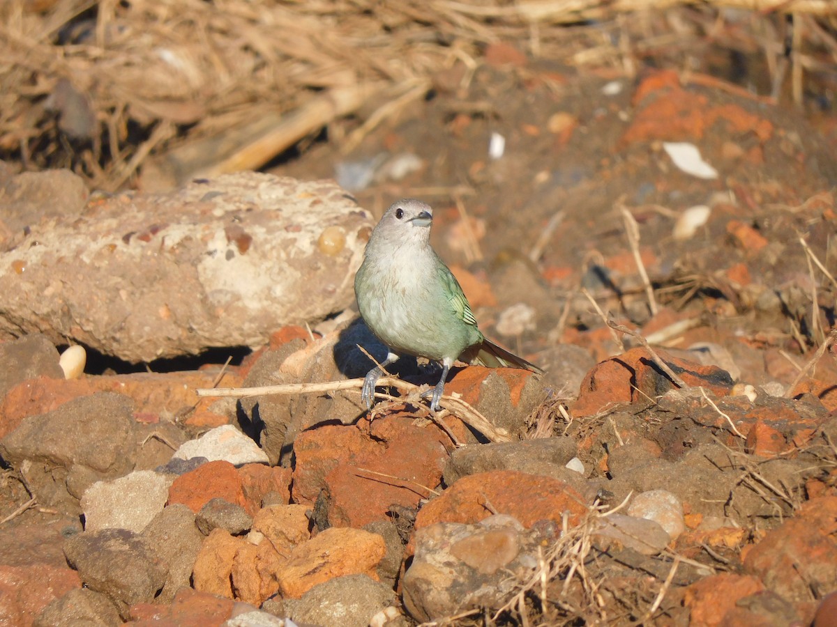 Sayaca Tanager - ML642832684