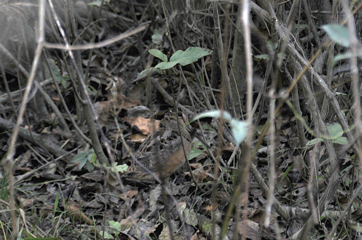 American Woodcock - ML642832686