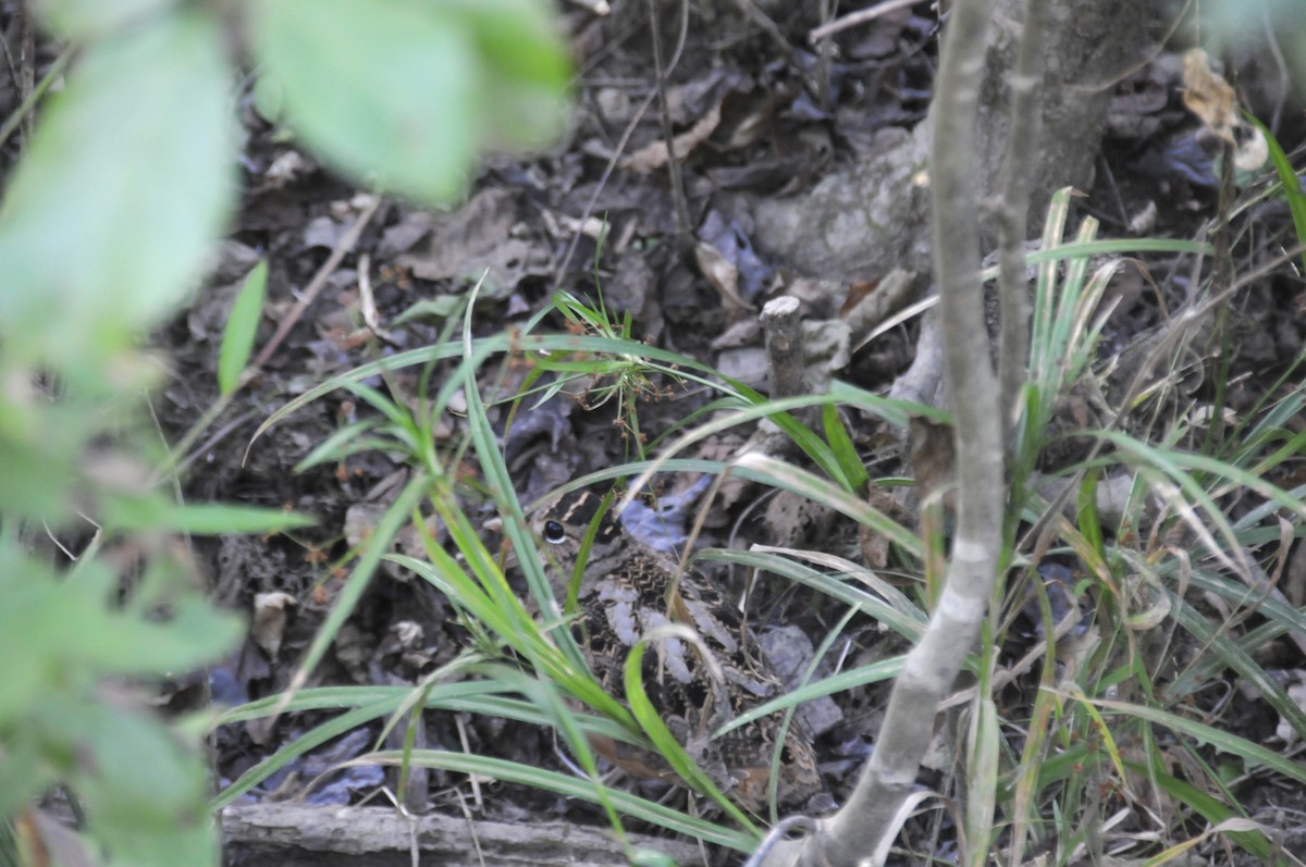 American Woodcock - ML642832687