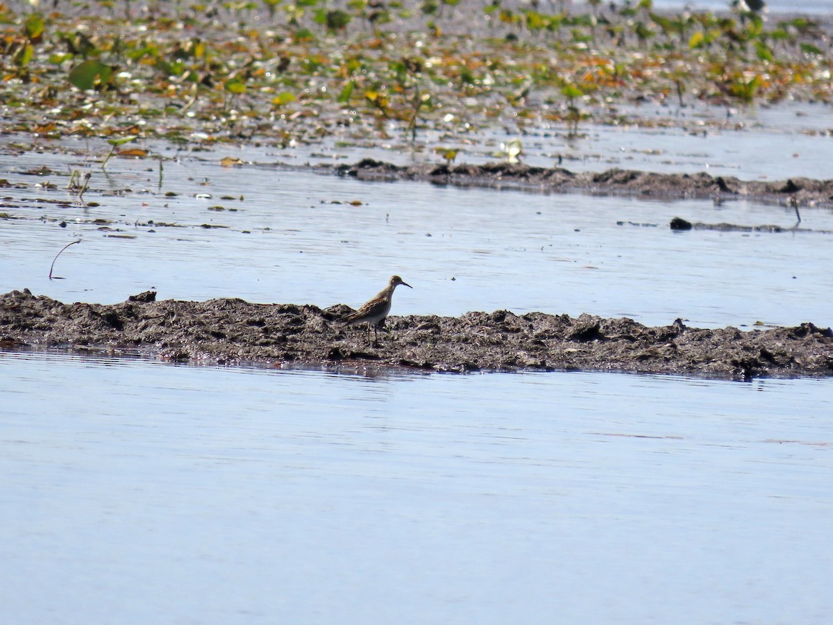 Graubrust-Strandläufer - ML642832691