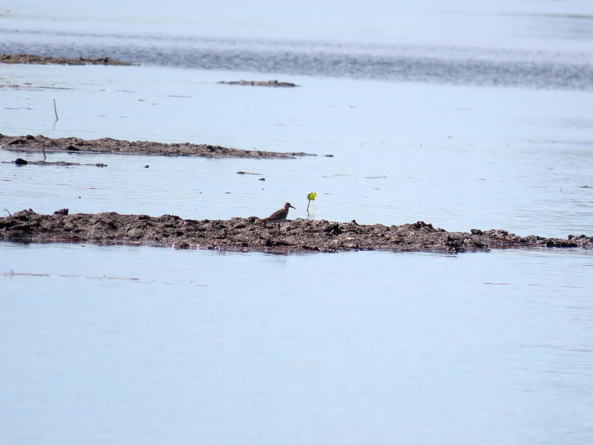 Graubrust-Strandläufer - ML642832693