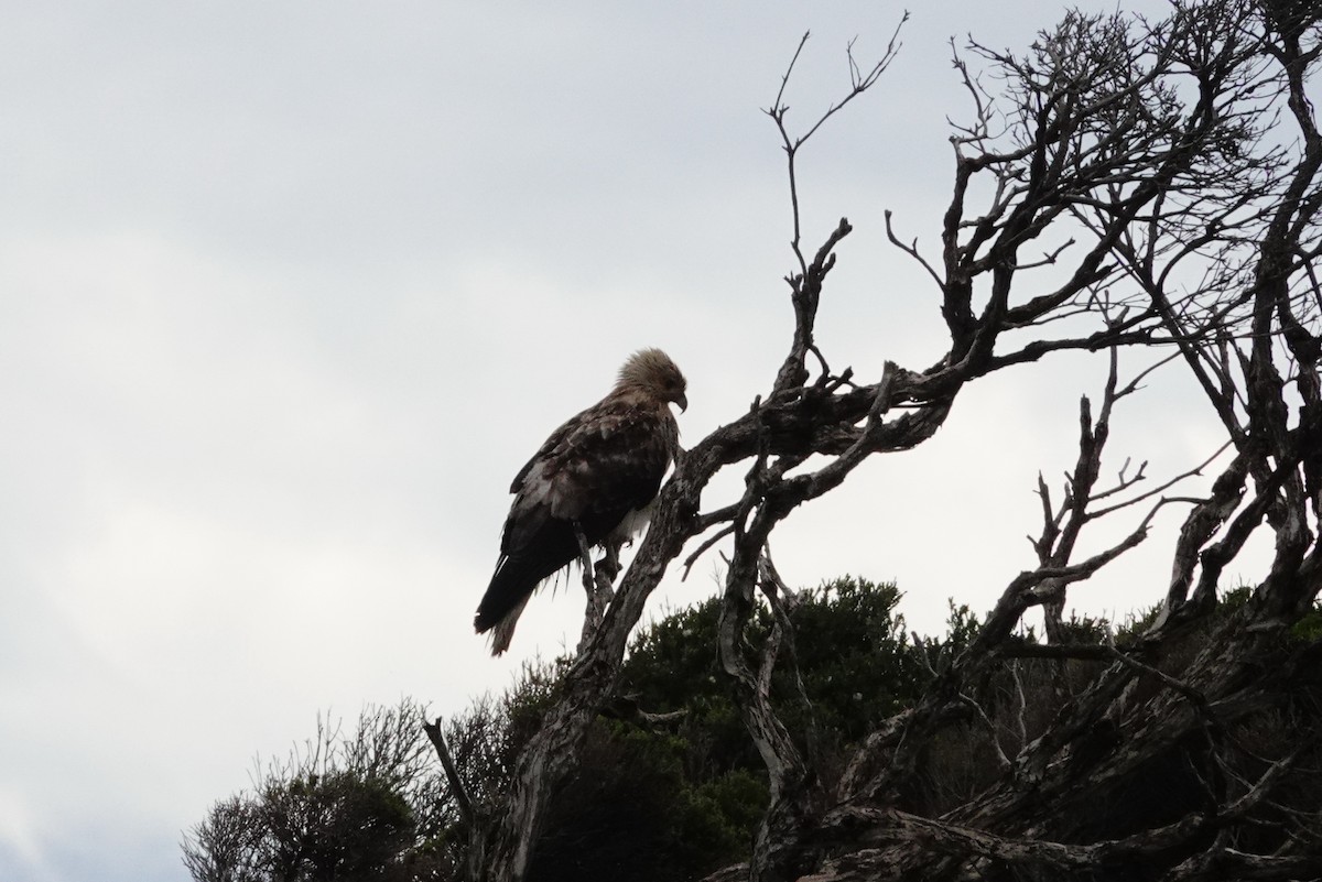 Little Eagle - ML642832695