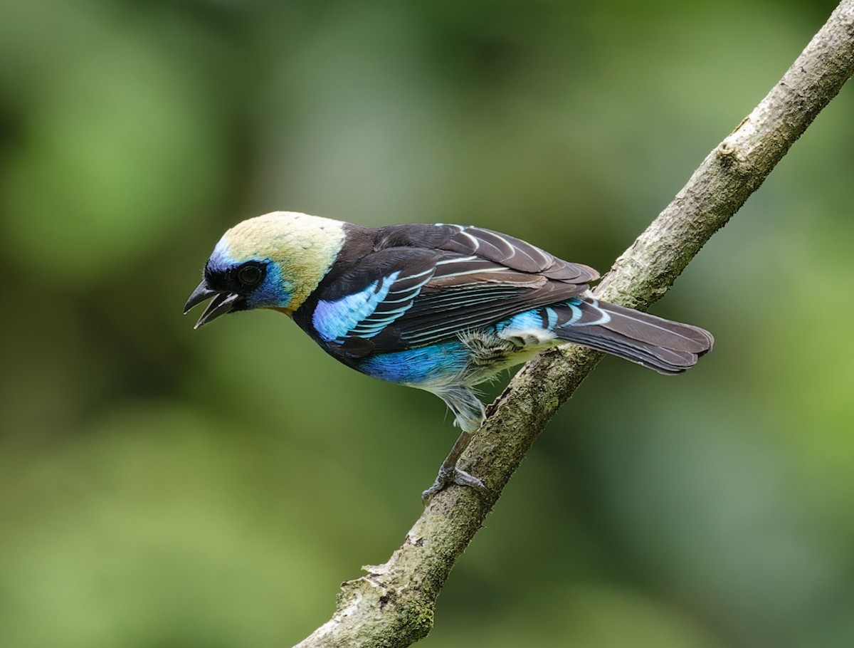 Golden-hooded Tanager - ML642832697